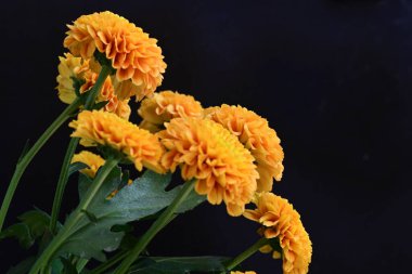 Koyu arkaplanda güzel turuncu çiçekler