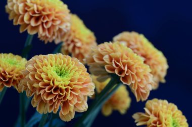 Koyu arkaplanda güzel turuncu çiçekler