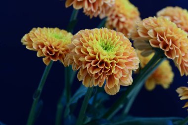 Koyu arkaplanda güzel turuncu çiçekler