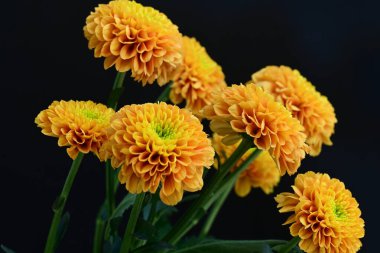 Koyu arkaplanda güzel turuncu çiçekler