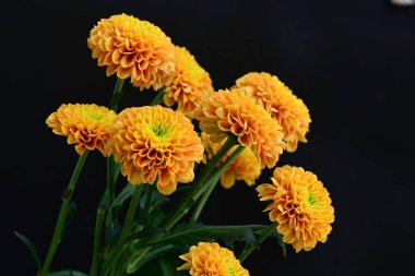 Koyu arkaplanda güzel turuncu çiçekler