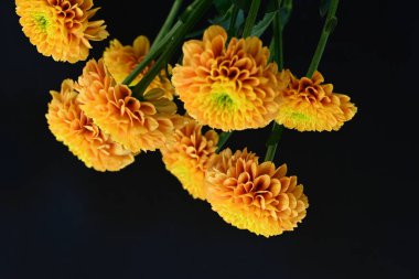 Koyu arkaplanda güzel turuncu çiçekler