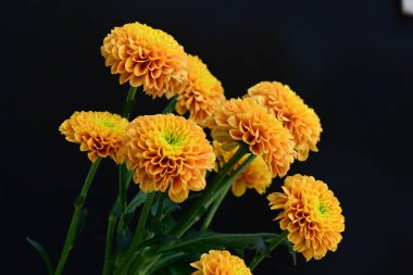 Koyu arkaplanda güzel turuncu çiçekler