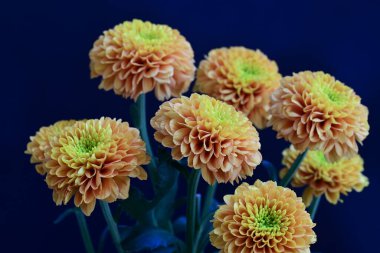 Koyu arkaplanda güzel turuncu çiçekler