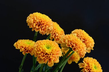 Koyu arkaplanda güzel turuncu çiçekler