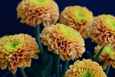 Koyu arkaplanda güzel turuncu çiçekler