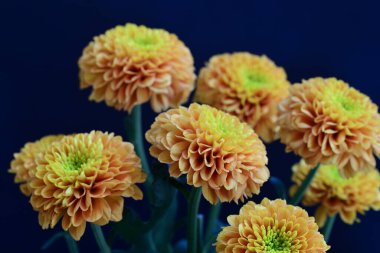 Koyu arkaplanda güzel turuncu çiçekler