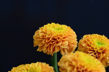 Koyu arkaplanda güzel turuncu çiçekler