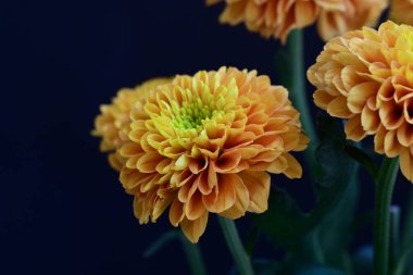 Koyu arkaplanda güzel turuncu çiçekler