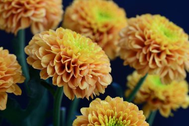 Koyu arkaplanda güzel turuncu çiçekler