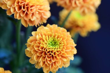 Koyu arkaplanda güzel turuncu çiçekler