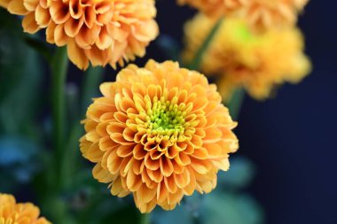 Koyu arkaplanda güzel turuncu çiçekler