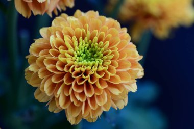 Yaz bahçesindeki güzel çiçeklerin yakın plan görüntüsü, doğa konsepti.