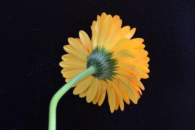 Koyu arkaplanda güzel turuncu çiçekler