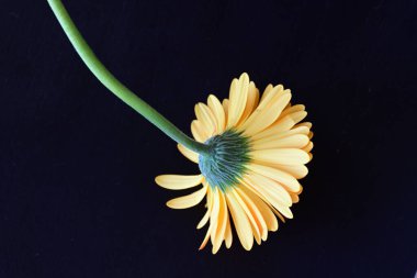 Koyu arkaplanda güzel turuncu çiçekler