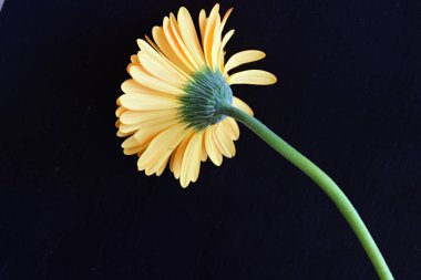 Koyu arkaplanda güzel turuncu çiçekler