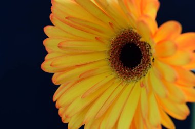 Koyu arkaplanda güzel turuncu çiçekler