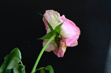 Siyah arkaplanda pembe gül çiçeğini kapat