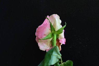 Siyah arkaplanda pembe gül çiçeğini kapat