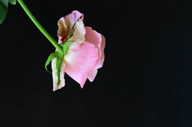 Siyah arkaplanda pembe gül çiçeğini kapat