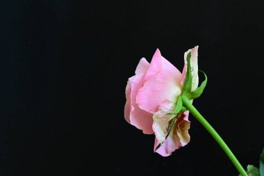 Siyah arkaplanda pembe gül çiçeğini kapat