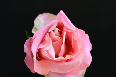 Siyah arkaplanda pembe gül çiçeğini kapat