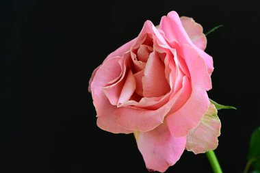 Siyah arkaplanda pembe gül çiçeğini kapat