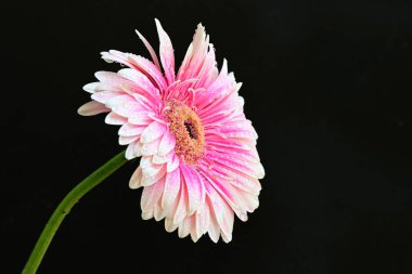 Pembe gerbera yaprakları. çiçek siyah arkaplanda 