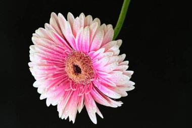 Pembe gerbera yaprakları. çiçek siyah arkaplanda 