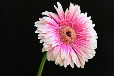 Pembe gerbera yaprakları. çiçek siyah arkaplanda 