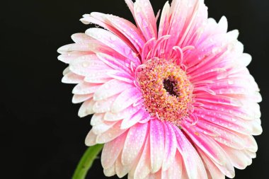 Pembe gerbera yaprakları. çiçek siyah arkaplanda 