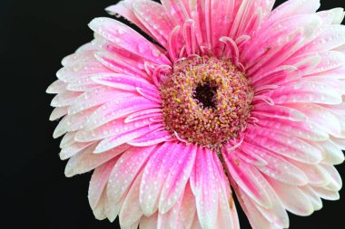 Pembe gerbera yaprakları. çiçek siyah arkaplanda 