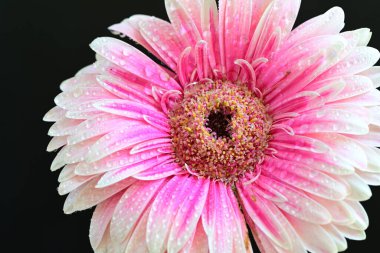 Pembe gerbera yaprakları. çiçek siyah arkaplanda 
