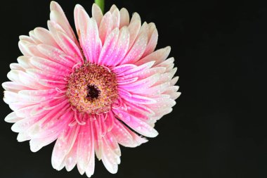 Pembe gerbera yaprakları. çiçek siyah arkaplanda 
