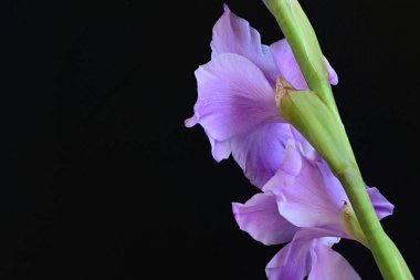 Siyah arka planda mor gladiolus çiçekleri.