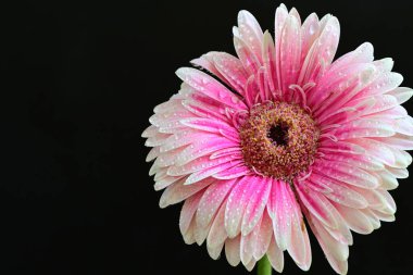 Pembe gerbera yaprakları. çiçek siyah arkaplanda 