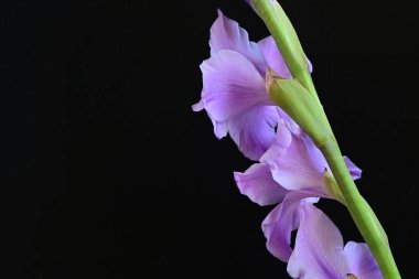 Siyah arka planda mor gladiolus çiçekleri.
