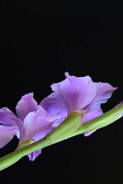 Siyah arka planda mor gladiolus çiçekleri.