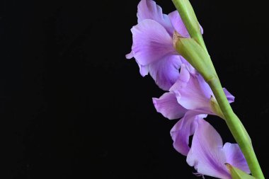 Siyah arka planda mor gladiolus çiçekleri.