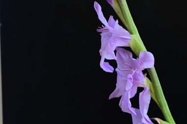 Siyah arka planda mor gladiolus çiçekleri.