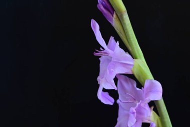Siyah arka planda mor gladiolus çiçekleri.