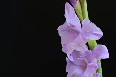 Siyah arka planda mor gladiolus çiçekleri.
