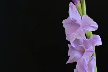 Siyah arka planda mor gladiolus çiçekleri.