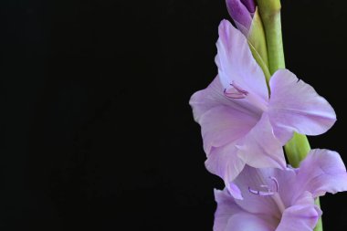 Siyah arka planda mor gladiolus çiçekleri.