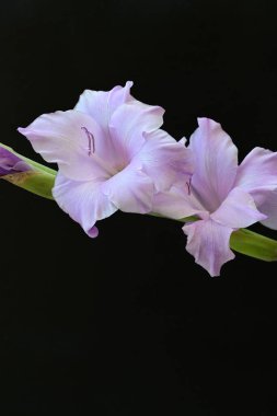 Siyah arka planda mor gladiolus çiçekleri.