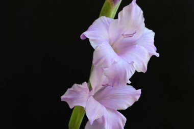 Siyah arka planda mor gladiolus çiçekleri.