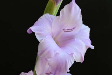 Siyah arka planda mor gladiolus çiçekleri.