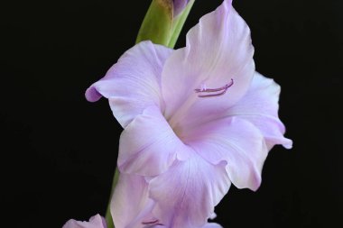 Siyah arka planda mor gladiolus çiçekleri.