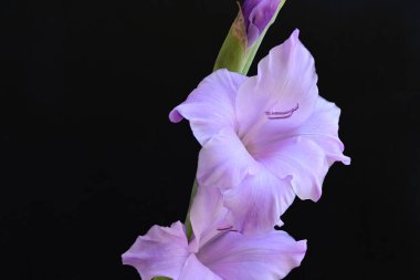 Siyah arka planda mor gladiolus çiçekleri.
