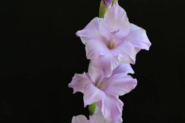 Siyah arka planda mor gladiolus çiçekleri.